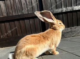 Baby continental giants looking for homes