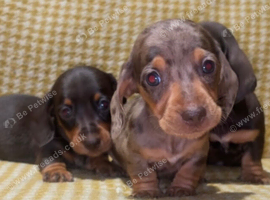 KC Registered Miniature Dachshund Puppies