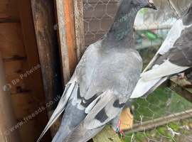 Racing pigeons
