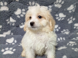 Maltipoo puppy. Boys ready to go