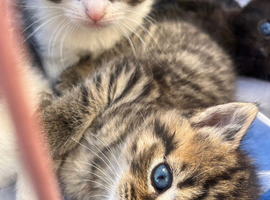 Half ragdoll kittens