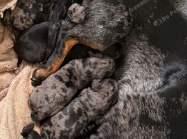 Miniature Doxiepoos