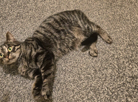 Beautiful cat