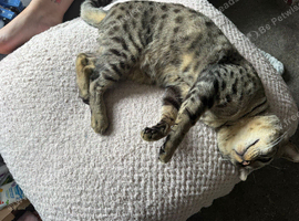 Bengal