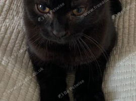 Beautiful kitten boy mix British short hair and black and white cat