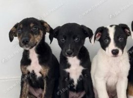 Classic "Old School" Lurcher Puppies - Loving Family Companions
