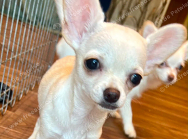 Gorgeous 10 weeks old Chihuahua puppies for sale.