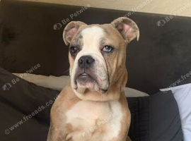 7 month old pup