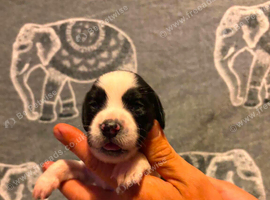 Sprocker puppies
