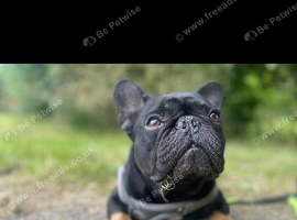 French bulldog for re homing