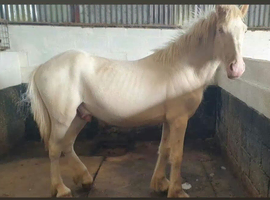 CREMELLO 3 YEAR OLD COB COLT