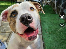 Staffy cross German shepard