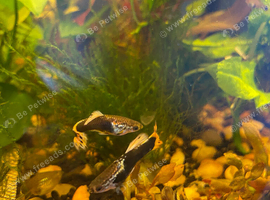 Guppy&rsquo;s for Sale