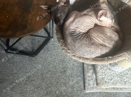 Male and Female Kittens For sale