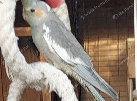 Pied and normal babies ready this weekend