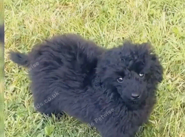 Stunning Jet black Toy poodle full