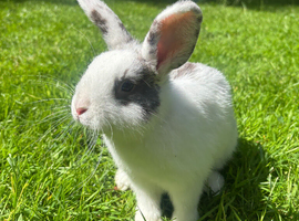 Rabbit for sale