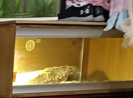 Fred the Bearded Dragon