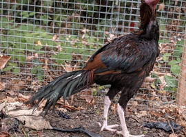 Aseel 3 stags 6 hens 9 months old