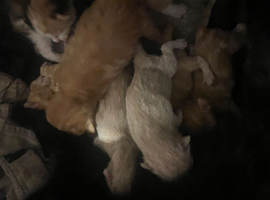 kittens for sale