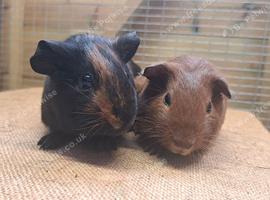 Pair of Bonded Boys