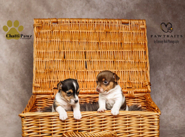 Jack Russell pup 1 x available