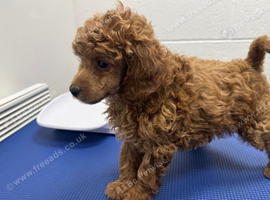 Kc registered TOY POODLE puppies