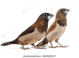 20-30 bengalese finch for sale