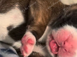 2 female puppies both red with white flashy face