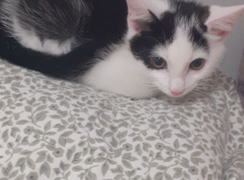 9 week old female kitten