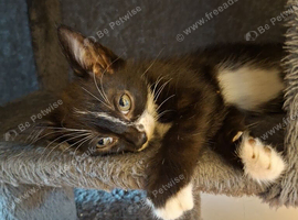 &pound;20..READY NOW!..BOY KITTEN.