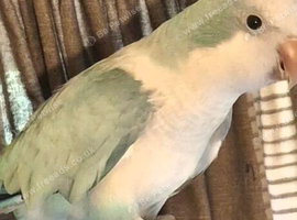 Blue Quaker