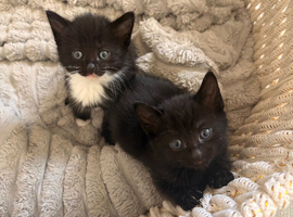 3 kittens looking for homes