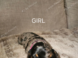 BEAUTIFUL MINIATURE DACHSHUNDS