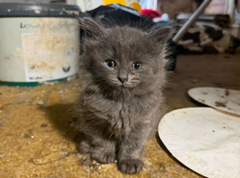 Mansion British blue kittend