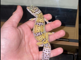 Two juvenile leopard ghekko + full set ups