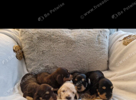 Miniature long haired dachshund puppies