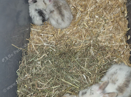 Baby rabbits for sale
