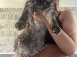 Female and male mainecoon