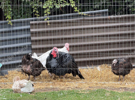 Geese and turkeys for sale