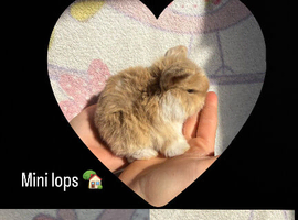 Mini lops