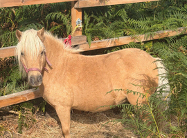 31&rdquo; mini Shetland mare