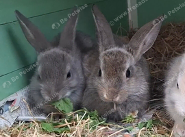 Last two babies of the litter left
