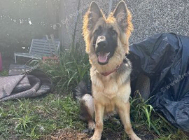 Beautiful 7 month old gsd