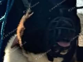American Akita Nero