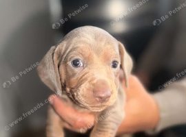 Beautiful mini dachshund