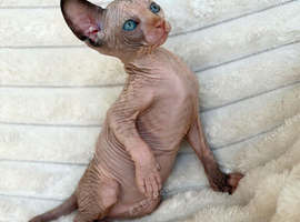 Beautiful Canadian Sphynx Kittens &ndash; 10 Weeks Old | 3 Boys & 1 Girl