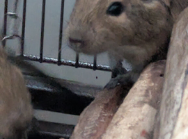 Baby Degus READY NOW