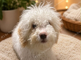 Cockapoo