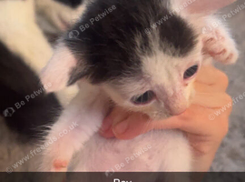 Kittens